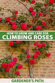 grow and maintain beautiful climbing roses