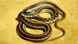 The garter snake is the snake species that north american gardeners will most often encounter—and we should be thankful! Kansas Herpetofaunal Atlas