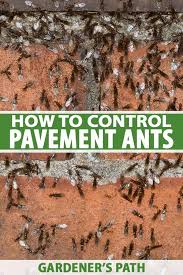 Pavement Ant Infestation