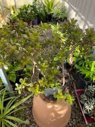jade plants crula ovata small and