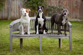 Types Of Pit Bull Breeds Pets World