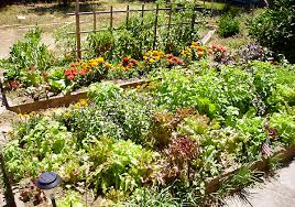 Raised Garden Bed Permaculture