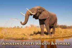Are you looking for animal facts for kids? Amazing Facts About Animals With Pictures For Kids