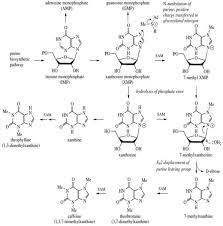 chemistry of coffee and its ysis