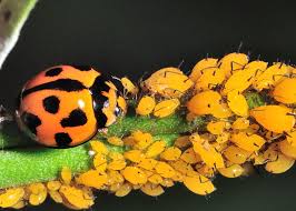 Ladybird Beetles Family Coccinellidae
