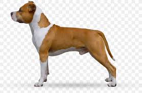 Many american staffordshire terrier dog breeders with puppies for sale also offer a health. American Staffordshire Terrier Dog Breed Boxer Olde English Bulldogge Staffordshire Bull Terrier Png 875x570px American Staffordshire