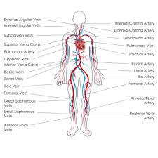 Arteries and veins are both major components of the cardiovascular system, and both are responsible for transporting blood around the body. The Anatomy Physiology Of Circulation Deteriorating Patient Assessment Recognition And Management