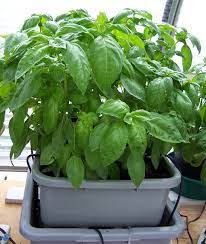 how to grow herbs in hydroponics herb
