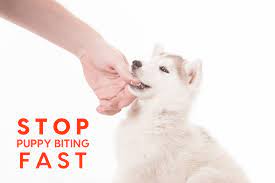 Why is my puppy biting? Stop Puppy Biting Fast With These 10 Tips Pupford