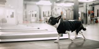 dog treadmills what you need to know