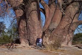 Image result for big trees
