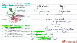 The liver is the largest gland in the body and performs an astonishingly large number of tasks that impact all body systems. The Given Diagram Shows A Duct System Of Liver Gall Bladder And Pancrease Write The Names Of Ducts From A To D Img Src Https D10lpgp6xz60nq Cloudfront Net Physics Images Ncert Fing Bio Obj Xi Da C16 E01 021 Q01 Png Width 80