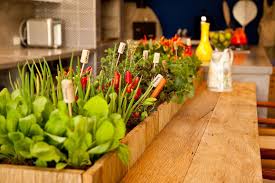 6 best indoor vegetable garden design