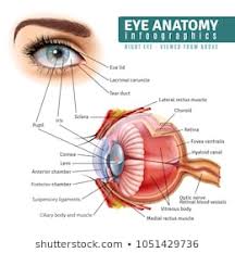 Anatomy Human Eye Stock Vectors Images Vector Art