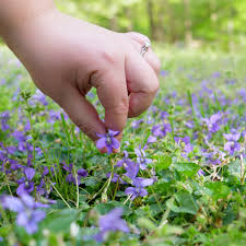 violets a friendship flower arete