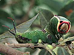 Caterpillar Identification Moths Count