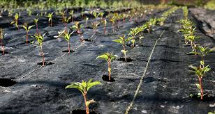 Control Weeds With Landscape Fabric