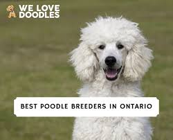 5 best poodle breeders in ontario