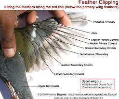 grooming birds wing nail beak t