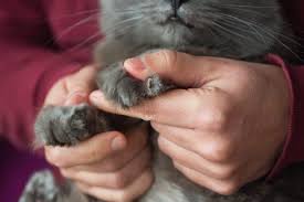 how to trim cat nails a vet