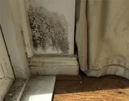 black mould help and advice peter