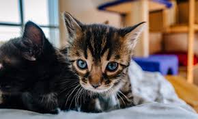 is your kitten throwing up causes and