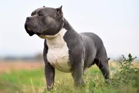 american bully xl breed info pictures