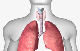The american cancer society's estimates for thyroid cancer in the u.s. Thyroid Cancer Concise Medical Knowledge