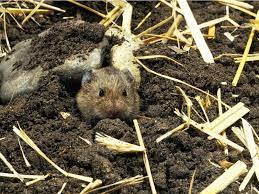 vole control how to get rid of voles