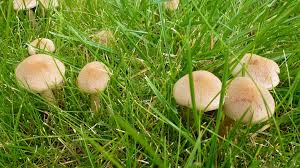 15 grad an einem schattigen ort. Was Hilft Gegen Pilze Im Rasen Ndr De Ratgeber Garten