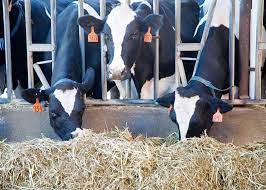 Unick Dairy - पौष्टिकता बढ़ाने के लिए भूसा/का यूरिया उपचार। पशुओं के स्वास्थ्य व दुग्ध उत्पादन हेतु हरा चारा व पशु आहार एक आर्दश भोजन है किन्तु ...