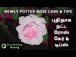 How To Care For Newly Potted Rose Plant