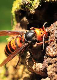 50 anese giant hornet facts