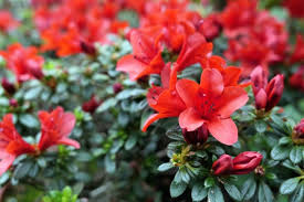 Dom classes should have nothing to do with the css itself (e.g. How To Grow Azaleas Better Homes And Gardens