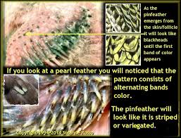 Cockatiel Genetics Pearl Pin Feather Growth Cockatiel