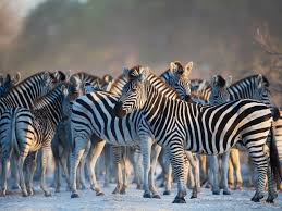 Discover iconic african safari animals and where to find them, from big five heavyweights like the leopard and the rhino, to the charismatic giraffe. Africa S Top 12 Safari Animals And Where To Find Them