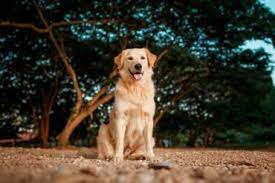 golden retriever sidewalk dog