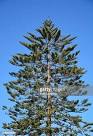 886 Araucaria Heterophylla Photos and Premium High Res Pictures ...