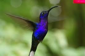 Purple Bird Hummingbird Pictures