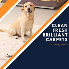 carpet cleaning denver brilliant