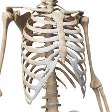 The ribs are attached to the breastbone, which is the. Rib Cage Thorax Affect On Posture Posture Geek