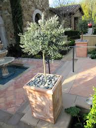 Potted Olive Tree Potted Trees