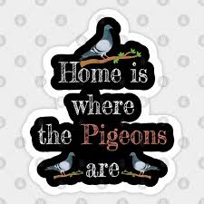 pigeon gifts pigeon breeding pigeon