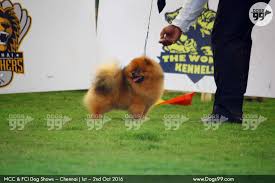 mcc fci show 2016 chennai 2016 99 dog
