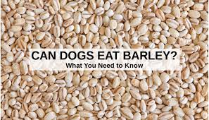 can dogs eat barley what to know about
