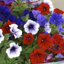 Red White And Blue Patriotic Plants