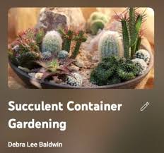 Ideas For Pots Of Rosette Succulents