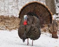are-wild-turkeys-monogamous