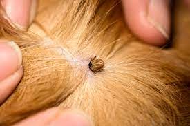mites on dogs how to get rid of