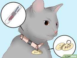 How To Find A Cat That Might Be Hiding